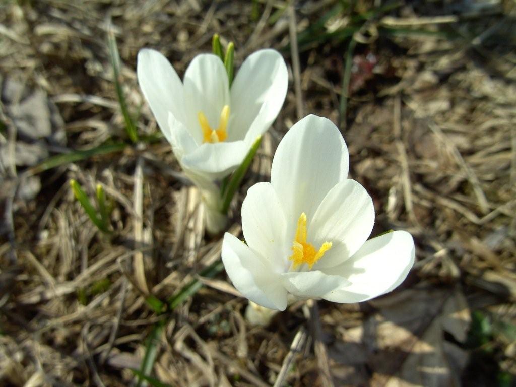 crochi tommasinianus? no, Crocus vernus subsp. albiflorus